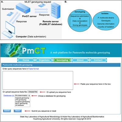 Development of an Online Tool for Pasteurella multocida Genotyping and Genotypes of Pasteurella multocida From Different Hosts